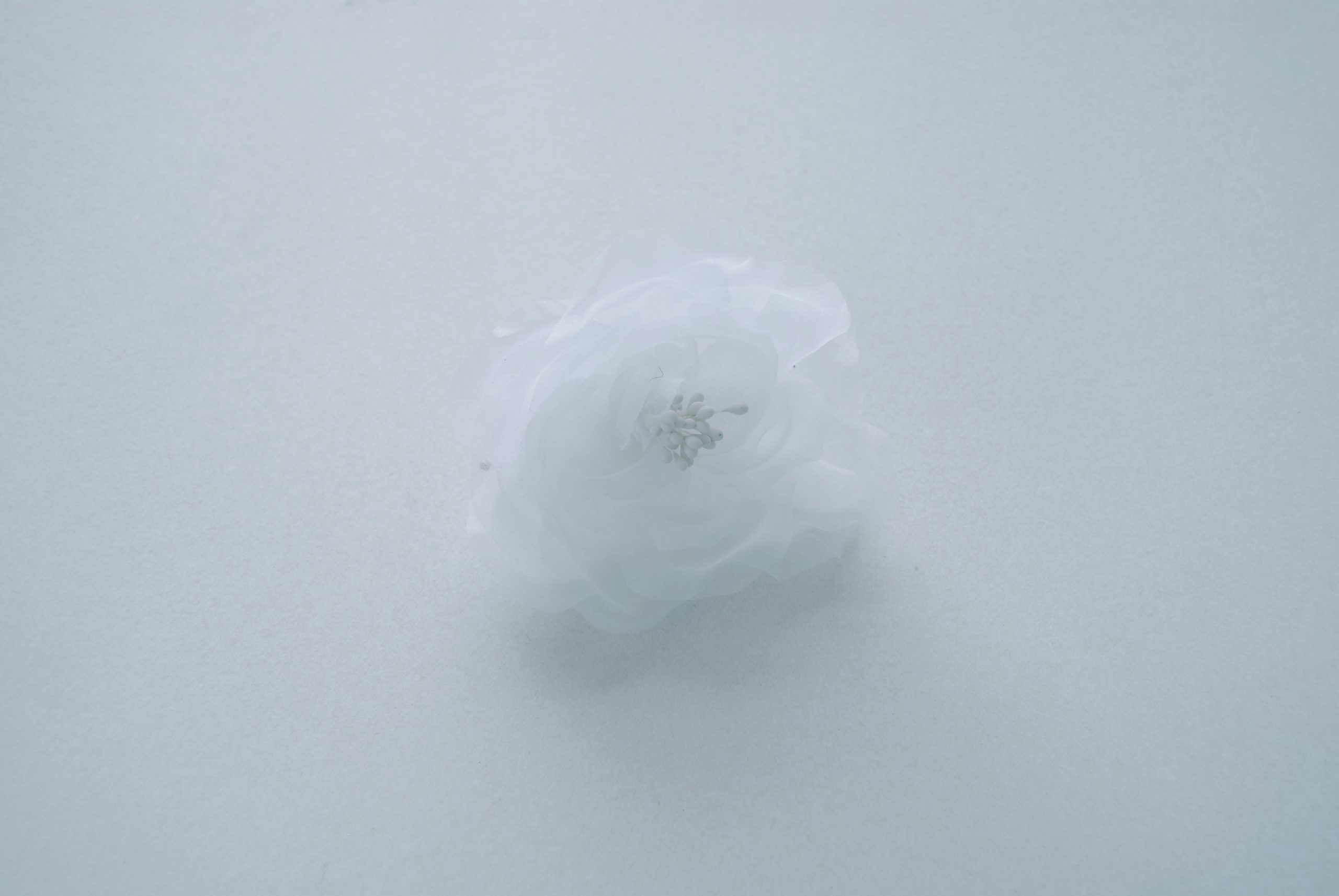 Le modèle Rose blanche